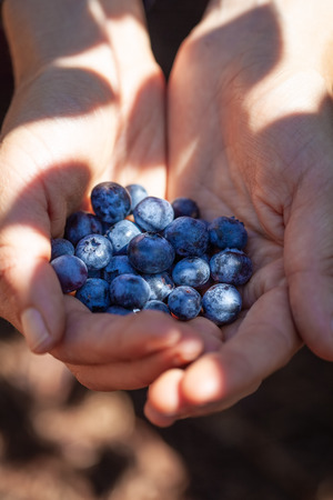 Female hands holding bunch of blueberries on sunny day - vertical imageの写真素材