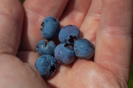 Closeup of ripe blueberries in male palm on sunny dayの写真素材