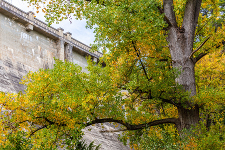 Beautiful tall tree with green and yellow leafs in autumn. Maroondah Reservoir Park, Victoria, Australiaの写真素材