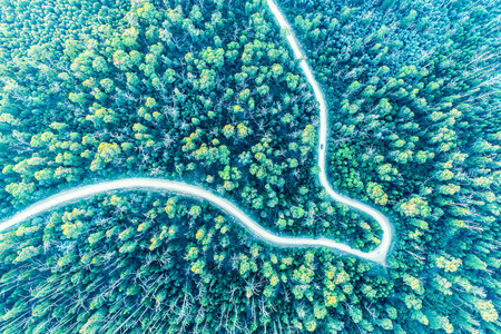 Looking down at lonely car driving through eucalyptus forest - aerial viewの写真素材
