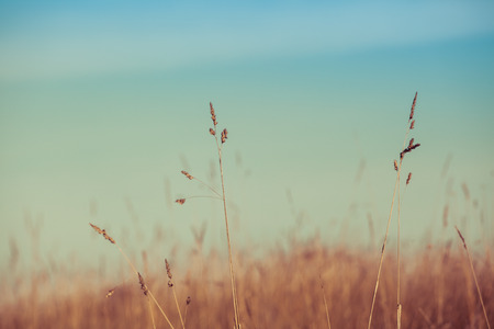 Closeup of grass stems on blurred backgroundの写真素材