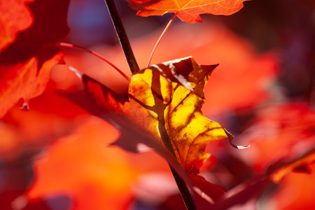 Yellow and red fall maple leafs on blurred background closeup