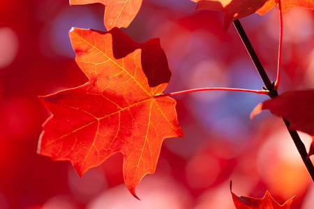 Beautiful red autumn maple leaf on blurred background