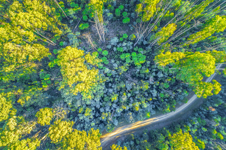 Looking down at gravel road and tall eucalyptus trees glowing in the morning sun - aerial viewの写真素材