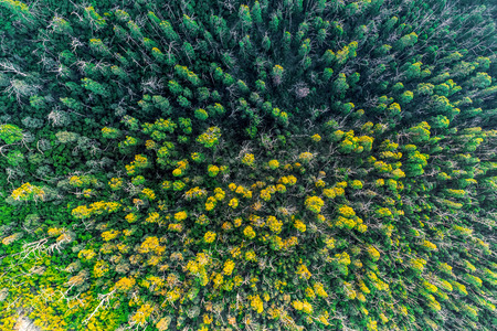 Looking down at eucalyptus tree tops - aerial viewの写真素材