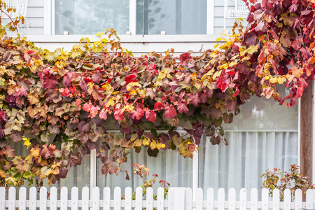 Colorful autumn leafs in front of white house windows and fence - closeupの写真素材