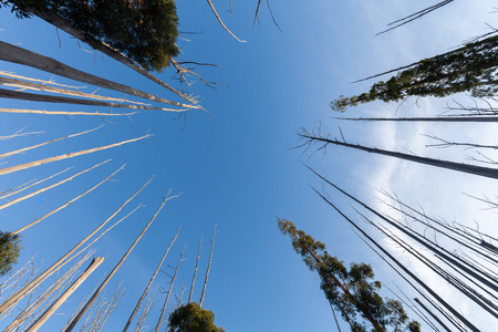 Looking up at the sky and tree topsの写真素材