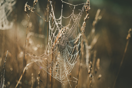 Cobweb with dew drops shining in the sun on blurred backgroundの写真素材