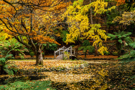 Scenic autumn landscape - pond and trees with golden foliageの写真素材