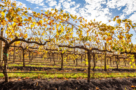 Grape vines with yellow leafs in autumn under bright sunの写真素材