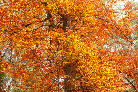 Tall tree with golden leafs in autumn - closeupの写真素材