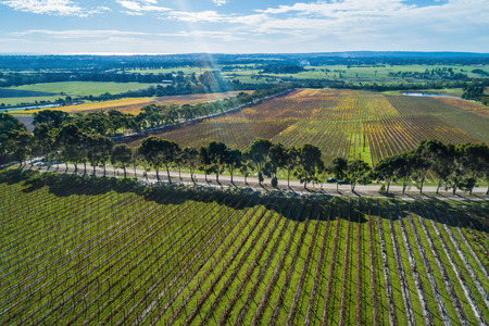 Aerial landscape of vineyard in autumnの写真素材