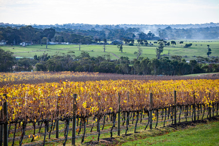 Vineyard in autumn in beautiful countryside in Australiaの写真素材