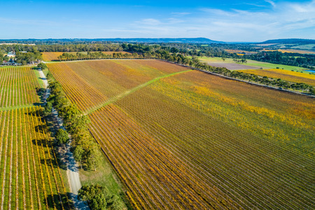 Rows of golden vines in large vineyard. Mornington Peninsula, Victoria, Australiaの写真素材