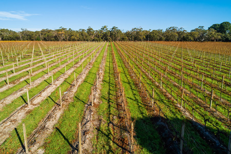 Perspective view of straight rows of vines in autumn in Australiaの写真素材