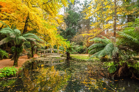 Beautiful pond covered with autumn leafs and small wooden footbridge across in a park in Australiaの写真素材