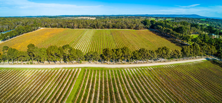 Aerial panoramic landscape of straight rows of vines in a winery.の写真素材