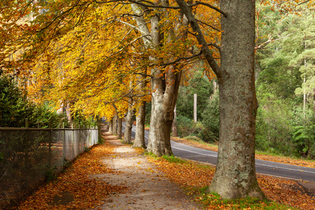 Row of tall trees with golde leafs in autumn. Dandenong Ranges, Australiaの写真素材