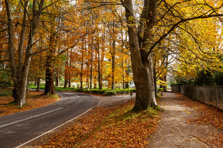 Road bending under orange autumn trees in Australiaの写真素材
