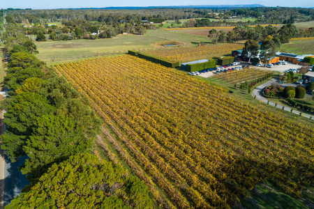 Aerial view of beautiful yellow vineyard in autumn. Mornington Peninsula, Australiaの写真素材