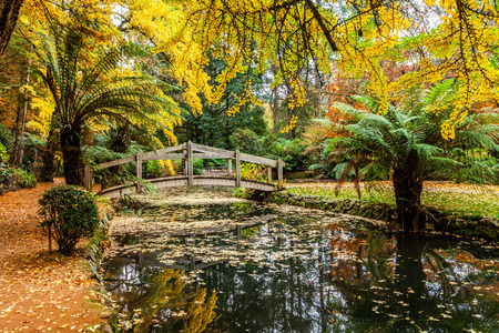 Beautiful wooden footbridge across pond covered with autumn foliage in a garden. Dandenong Ranges, Australiaの写真素材