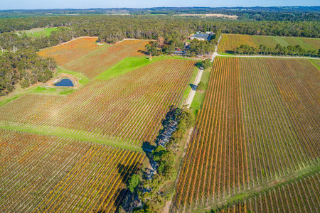 Aerial view of scenic large vineyard and forest in Australiaの写真素材