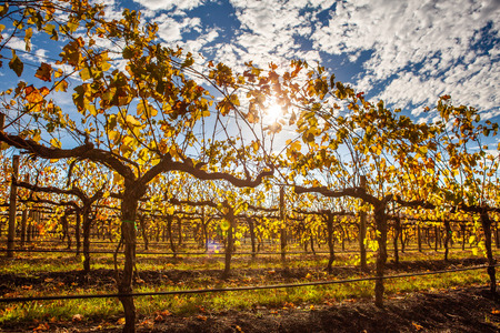 Sun shining through yellow leafs on grape vines in a vineyard in fallの写真素材