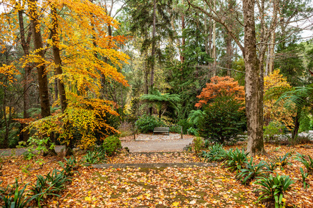 Wooden bench among golden trees in a park in autumnの写真素材