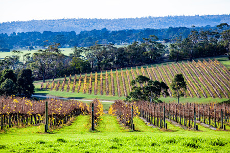 Scenic winery in autumn on Mornington Peninsula, Victoria, Australiaの写真素材