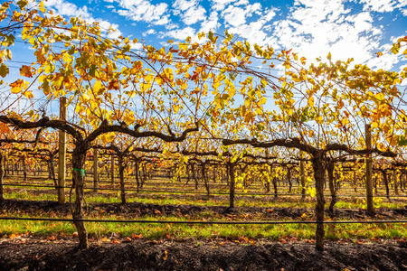 Grape vines with yellow leafs in autumn - closeupの写真素材