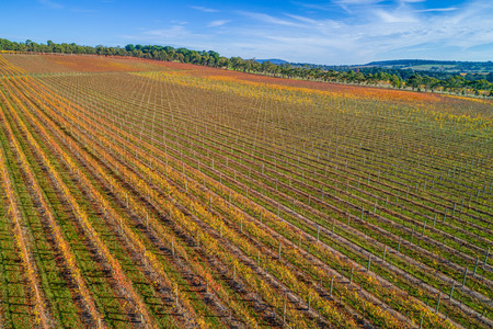 Large vineyard in autumn in Melbourne, Australiaの写真素材