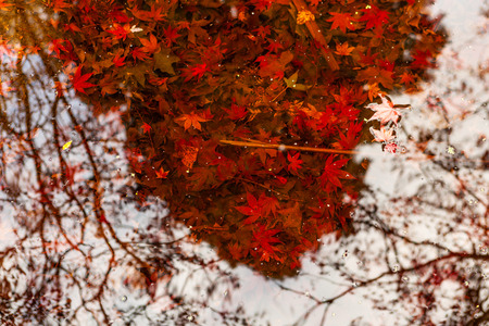 Vivid red maple leafs in the water with reflections and copy spaceの写真素材