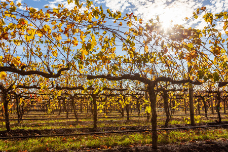 Beautiful grape vines on sunny day - closeup shotの写真素材