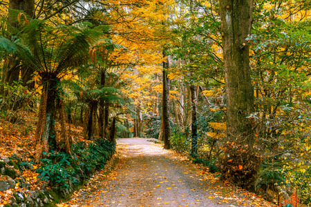 Empty walkway under golden foliage and ferns in a beautiful garden in Australiaの写真素材
