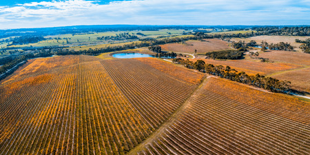 Scenic wide panorama of large winery in autumn near Red Hill, Victoria, Australiaの写真素材