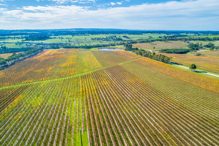 Aerial view of beautiful straight golden rows of large vineyard in Australiaの写真素材