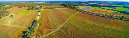Beautiful vineyard in autumn in Melbourne, Australia - wide aerial panoramaの写真素材