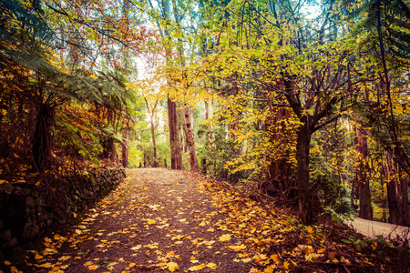 Yellow maple leafs covering empty path in a forestの写真素材