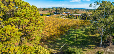Aerial view of vineyard with yellow leafed vines in Australiaの写真素材