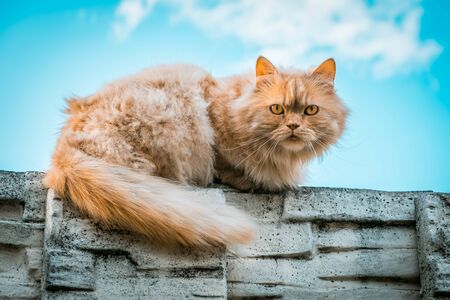 Portrait of ginger cat lying on a stone fence against blue skyの写真素材