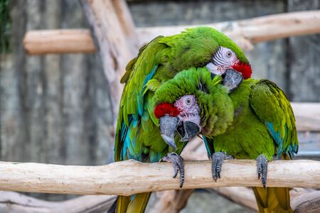 Two beautiful large parrots in a funny poseの写真素材
