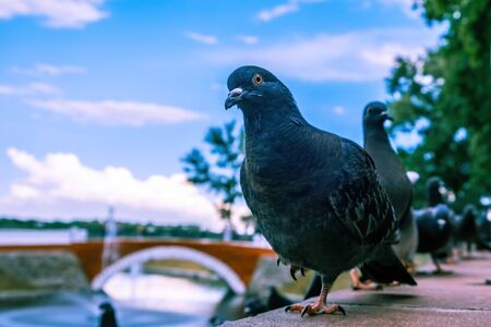 Pigeon looking straight into the camera - closeup with shallow depth of fieldの写真素材