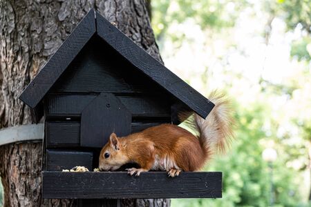 Squirrel feeding in a small wooden tree houseの写真素材
