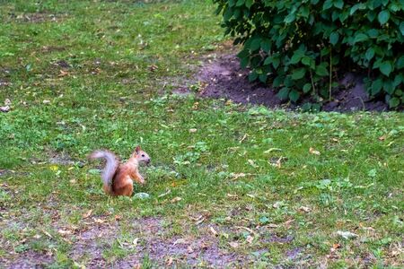 Red squirrel sitting in green grassの写真素材