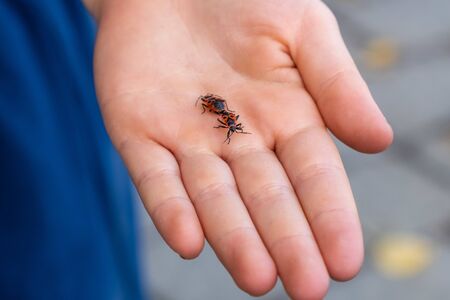 Two European Firebugs (Pyrrhocoris Apterus) in the process of mating on human palmの写真素材