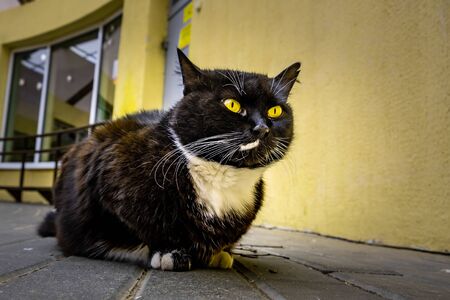 Portrait of a black cat with vivid yellow eyesの写真素材