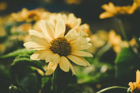 Daisy flower closeup in the field on blurred background with analog film lookの写真素材
