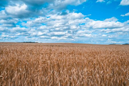 Wheat field under beautiful blue sky with white fluffy clouds near Minsk, Belarusの写真素材