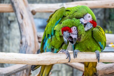 Two parrots Ara Militaris cleaning feathers in a funny poseの写真素材