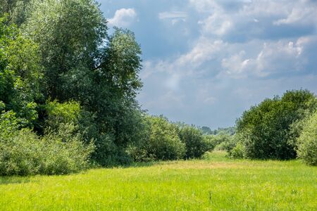 East European countryside with trees, grass and cloudy skyの写真素材
